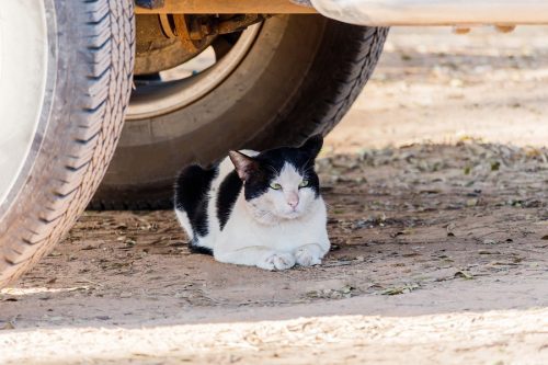 Vollkaskoerstattung Bei Motorschaden Durch Katze